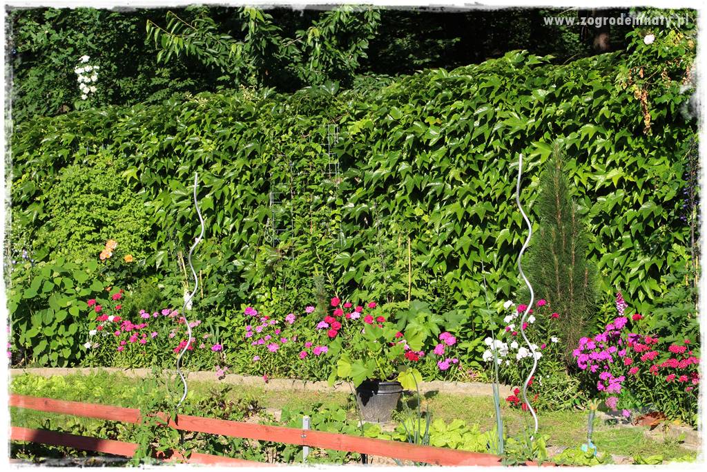 Co zamiast żywopłotu z tui 22 Co zamiast żywopłotu z tui 22