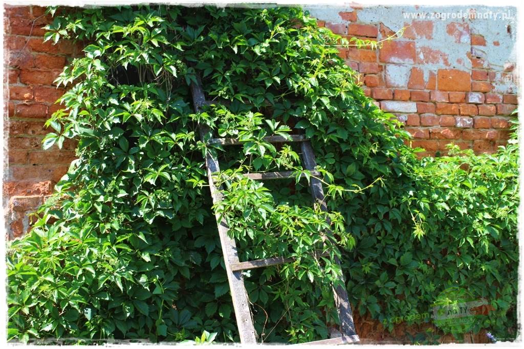 Co zamiast żywopłotu z tui 23 Co zamiast żywopłotu z tui 23