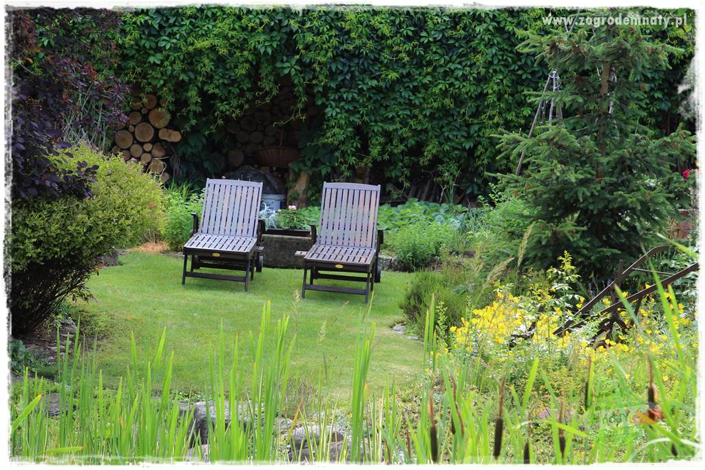 Co zamiast żywopłotu z tui 24 Co zamiast żywopłotu z tui 24