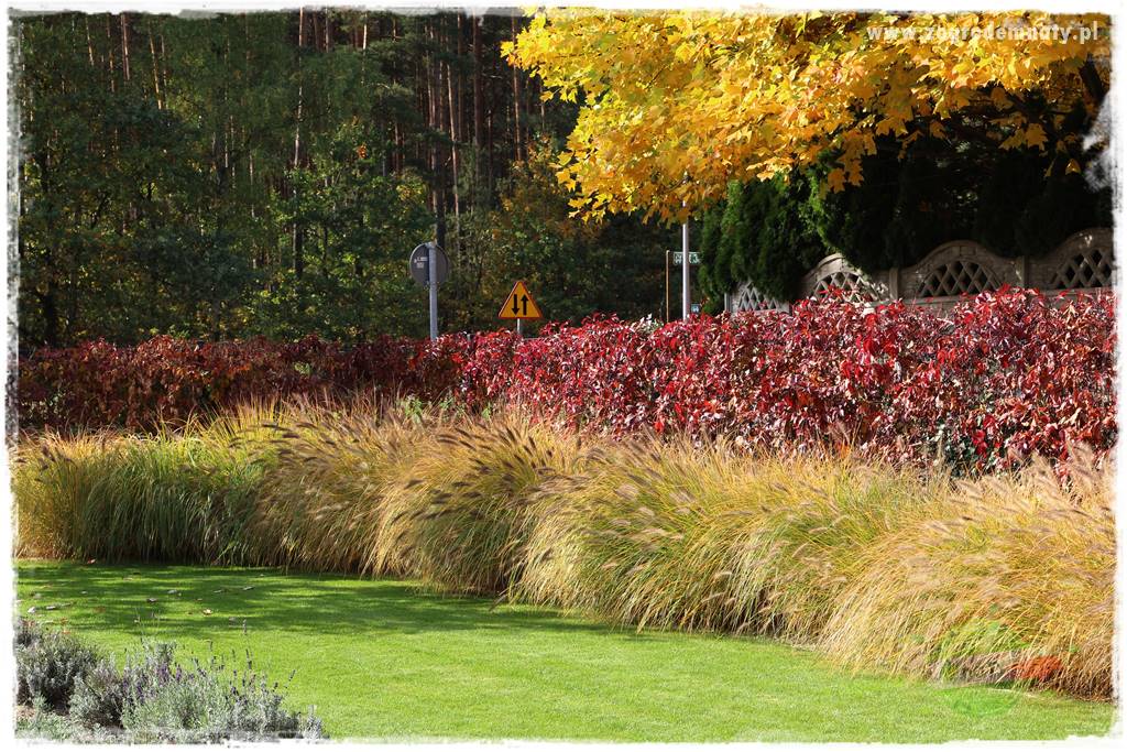Co zamiast żywopłotu z tui 25 Co zamiast żywopłotu z tui 25