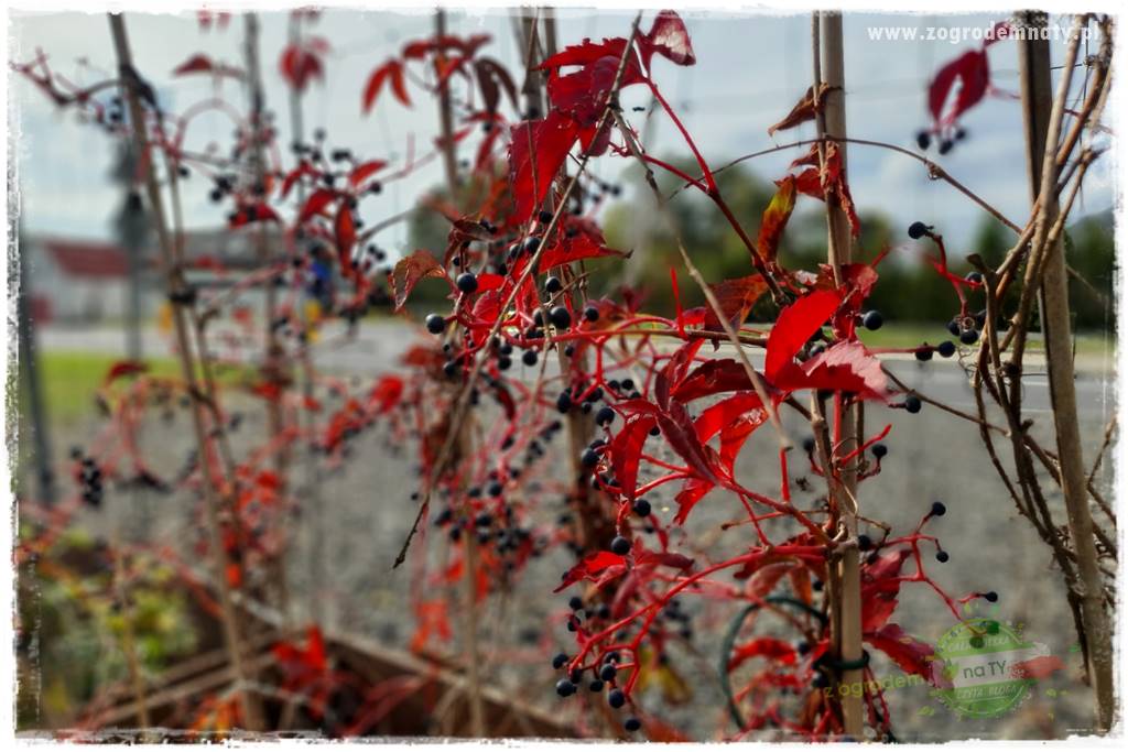 Co zamiast żywopłotu z tui 26 Co zamiast żywopłotu z tui 26