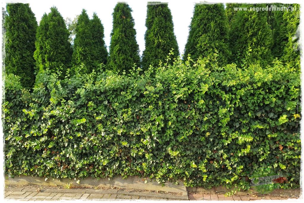 Co zamiast żywopłotu z tui 27 Co zamiast żywopłotu z tui 27