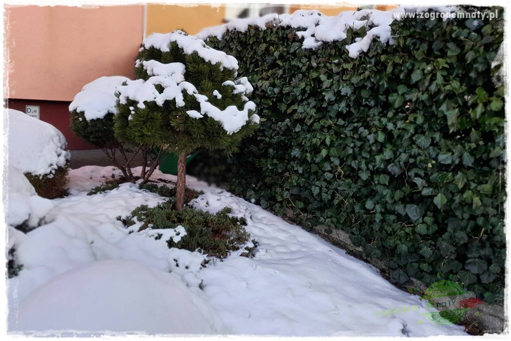 Co zamiast żywopłotu z tui 28 Co zamiast żywopłotu z tui 28