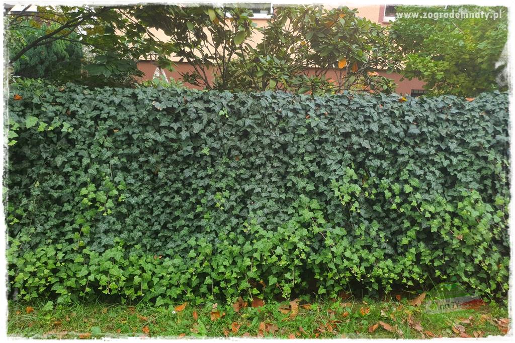 Co zamiast żywopłotu z tui 29 Co zamiast żywopłotu z tui 29