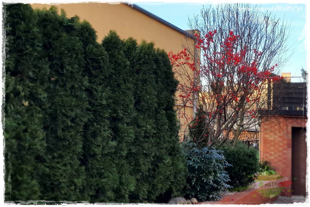 Co zamiast żywopłotu z tui 3 Co zamiast żywopłotu z tui 3