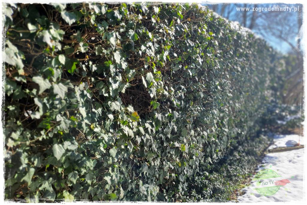 Co zamiast żywopłotu z tui 30 Co zamiast żywopłotu z tui 30