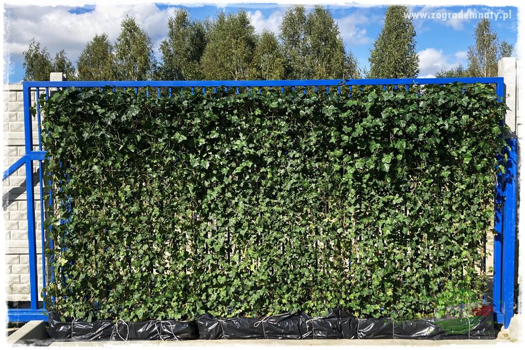 Co zamiast żywopłotu z tui 32 Co zamiast żywopłotu z tui 32