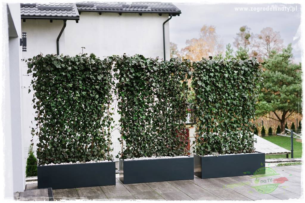 Co zamiast żywopłotu z tui 33 Co zamiast żywopłotu z tui 33