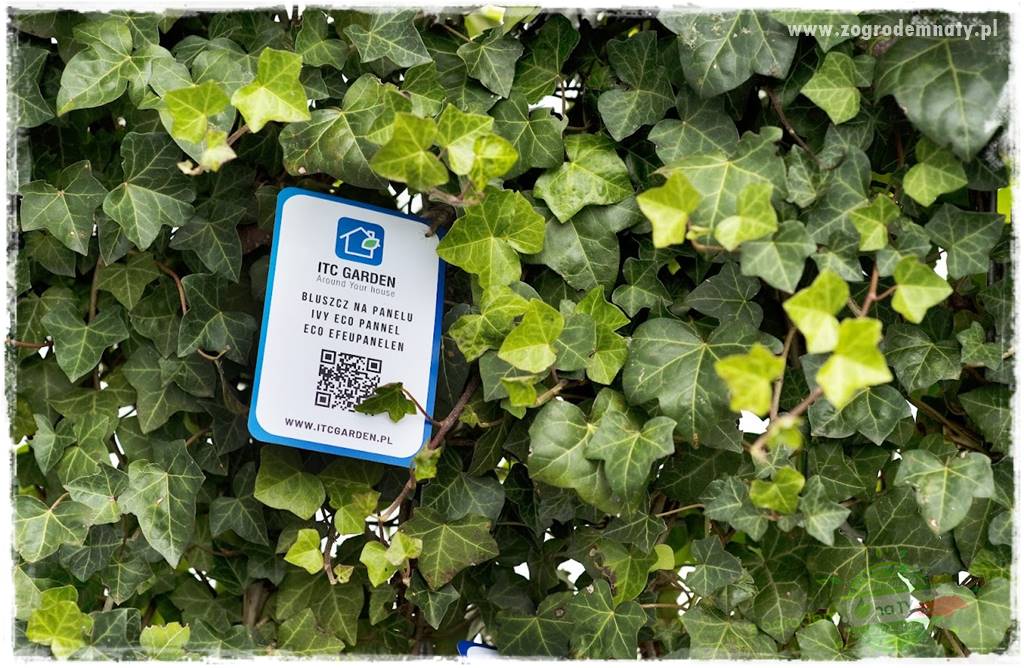 Co zamiast żywopłotu z tui 34 Co zamiast żywopłotu z tui 34