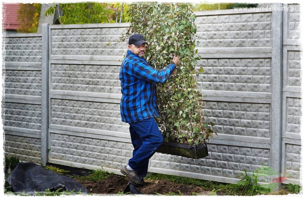 Co zamiast żywopłotu z tui 35 Co zamiast żywopłotu z tui 35