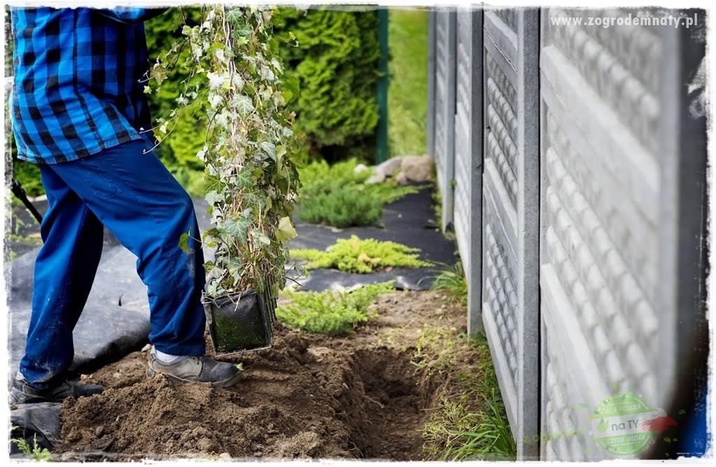 Co zamiast żywopłotu z tui 37 Co zamiast żywopłotu z tui 37