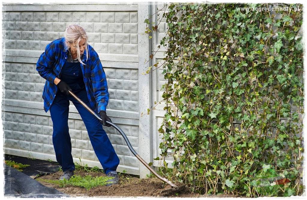 Co zamiast żywopłotu z tui 38 Co zamiast żywopłotu z tui 38