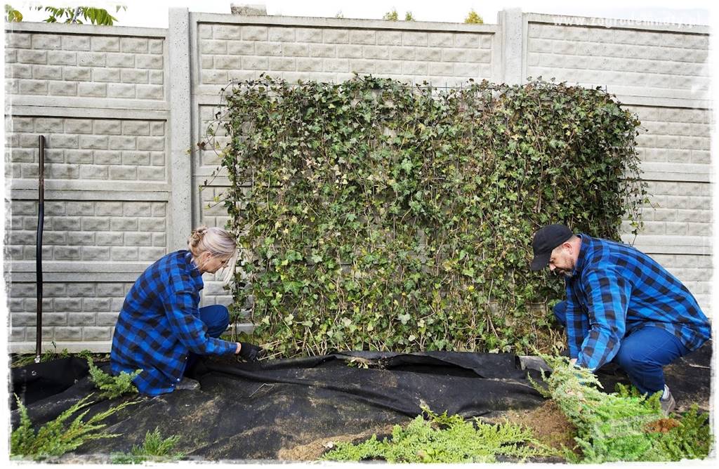 Co zamiast żywopłotu z tui 39 Co zamiast żywopłotu z tui 39