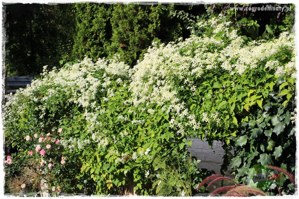 Co zamiast żywopłotu z tui 4 Co zamiast żywopłotu z tui 4