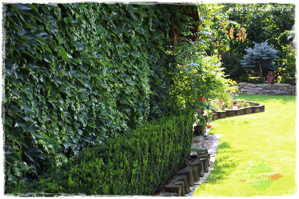 Co zamiast żywopłotu z tui 5 Co zamiast żywopłotu z tui 5