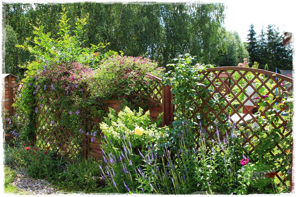 Co zamiast żywopłotu z tui 7 Co zamiast żywopłotu z tui 7