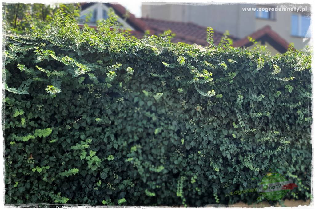 Co zamiast żywopłotu z tui 8 Co zamiast żywopłotu z tui 8