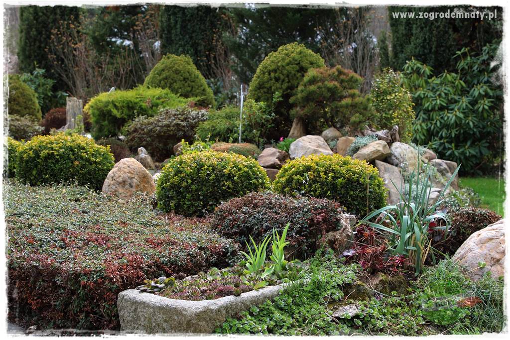 Górskie siedlisko 305