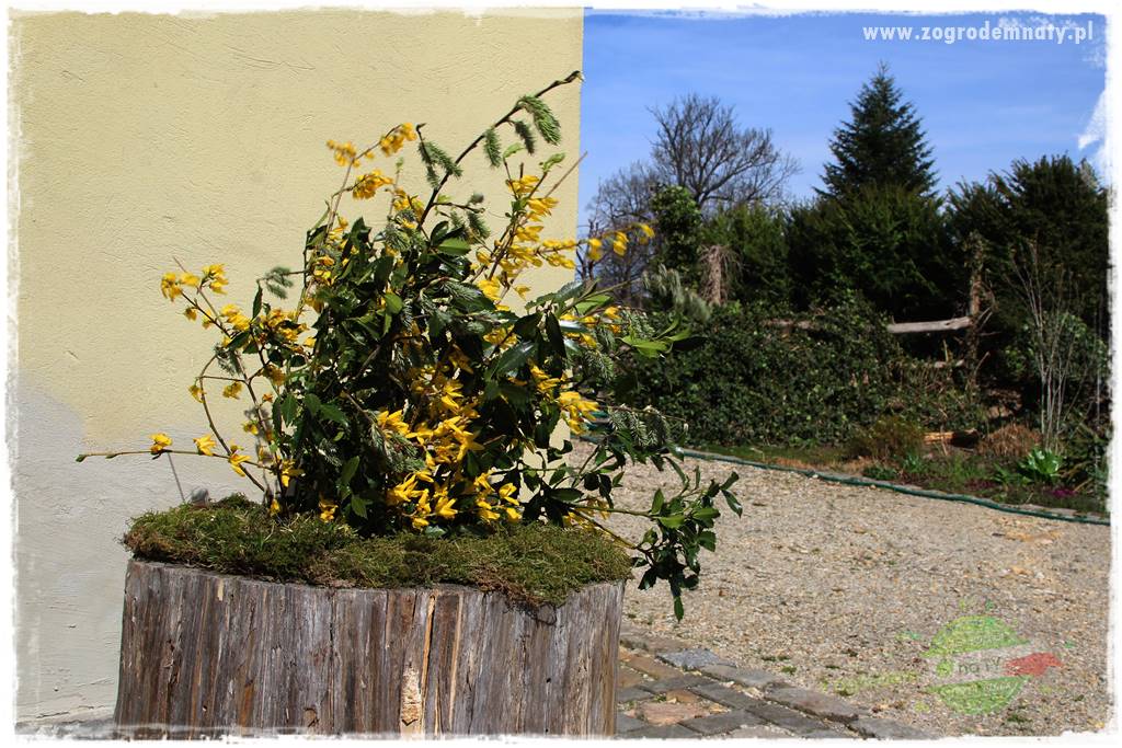 Górskie siedlisko 308