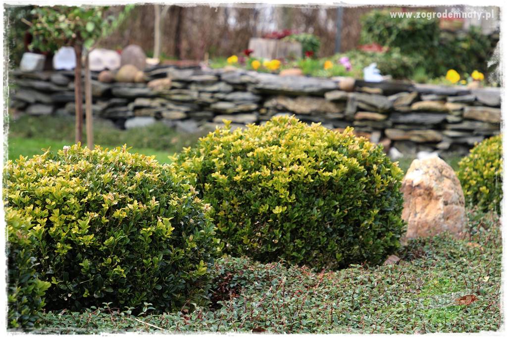 Górskie siedlisko 319