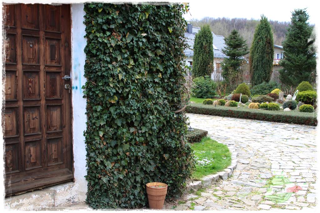 Górskie siedlisko 37