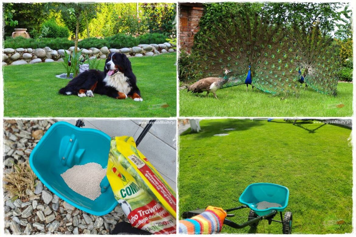 Jak dbać o trawnik użytkowy 0