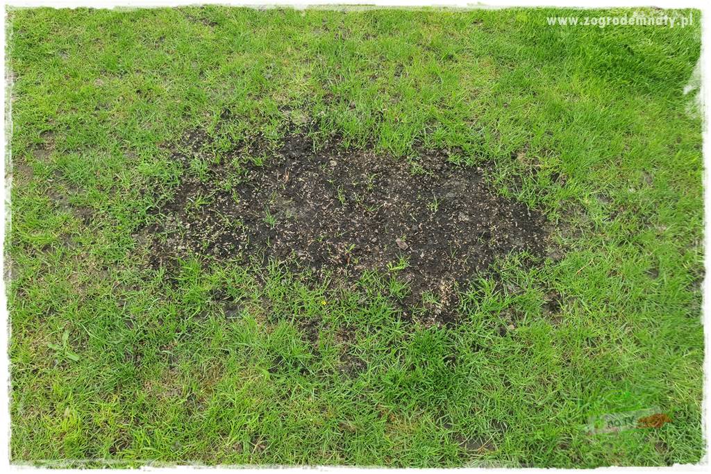 Jak dbać o trawnik użytkowy 10