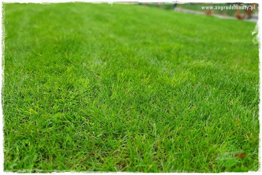 Jak dbać o trawnik użytkowy 11