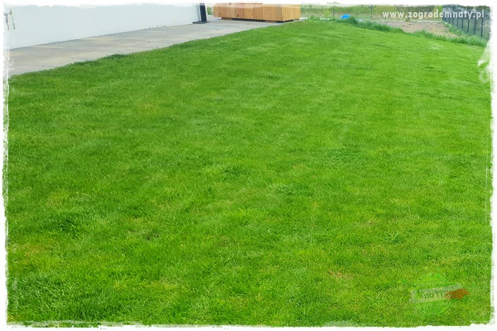 Jak dbać o trawnik użytkowy 12