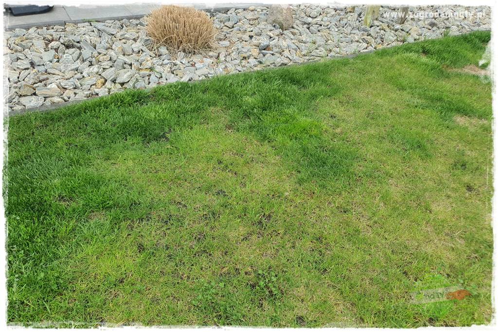 Jak dbać o trawnik użytkowy 13