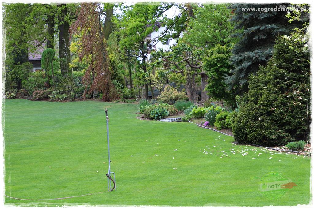 Jak dbać o trawnik użytkowy 15