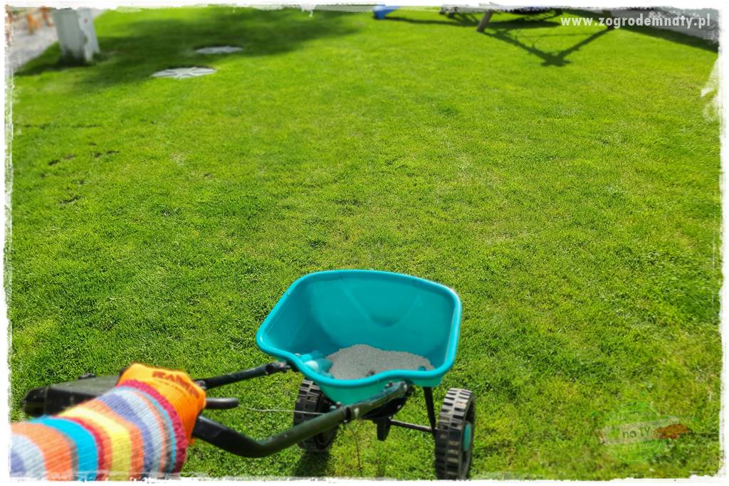 Jak dbać o trawnik użytkowy 16