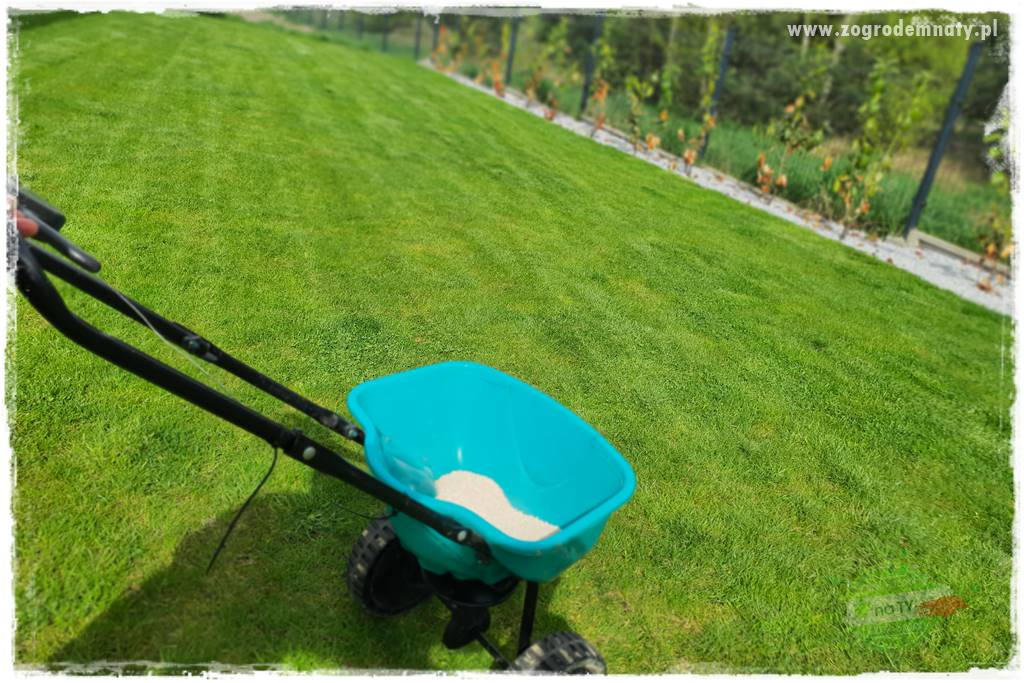 Jak dbać o trawnik użytkowy 17