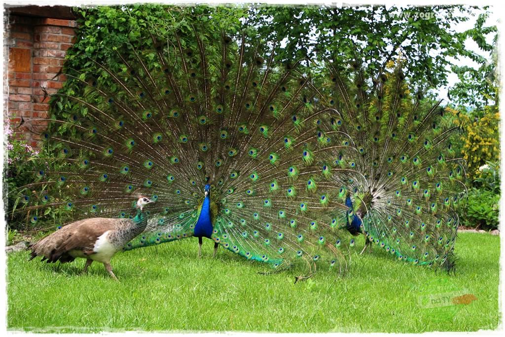 Jak dbać o trawnik użytkowy 27