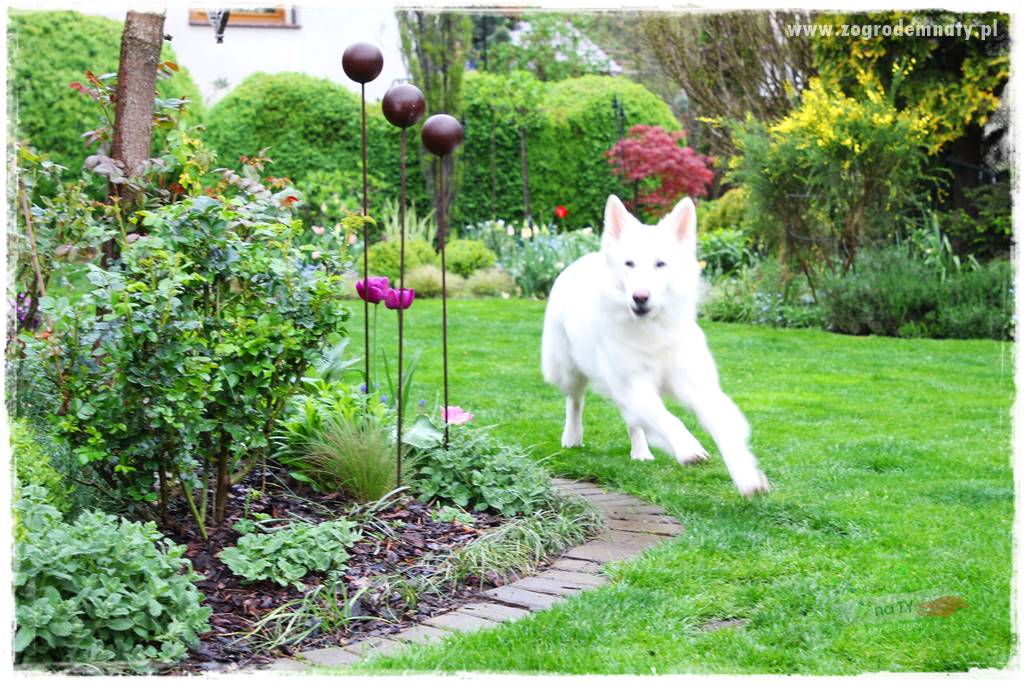 Jak dbać o trawnik użytkowy 28