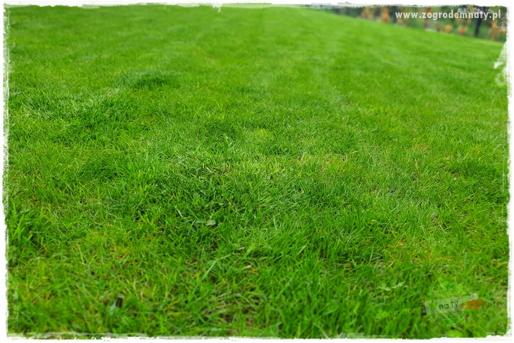 Jak dbać o trawnik użytkowy 29