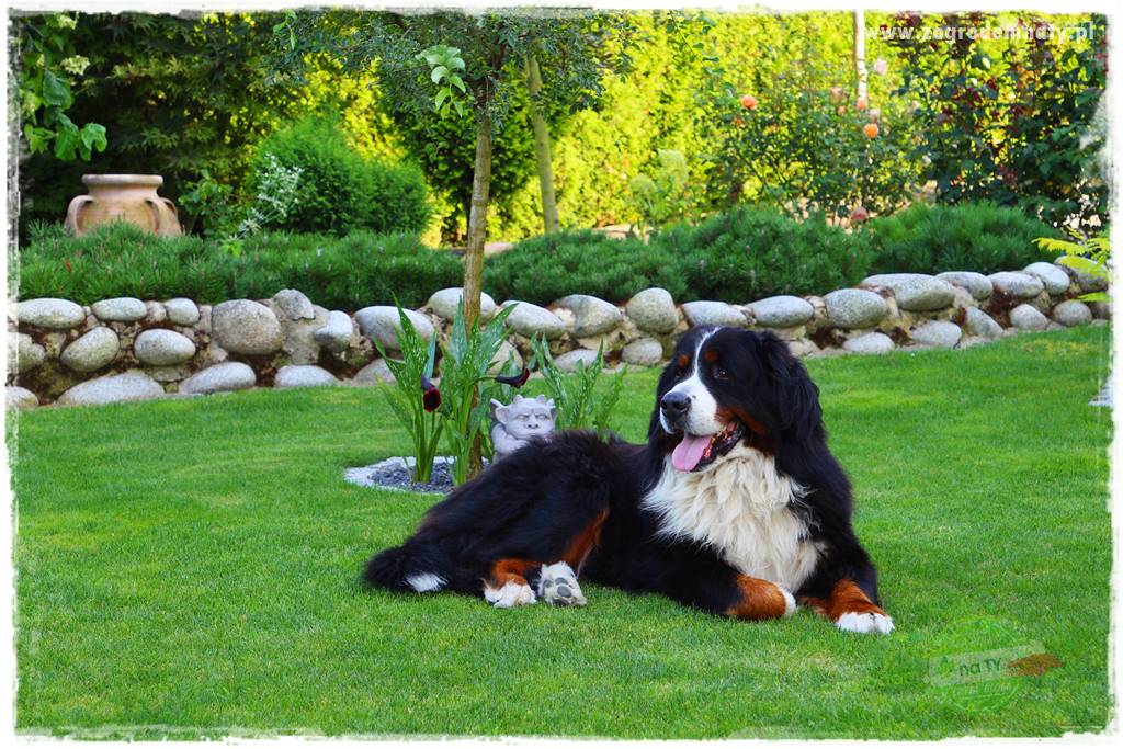 Jak dbać o trawnik użytkowy 3