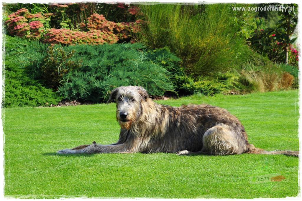 Jak dbać o trawnik użytkowy 4