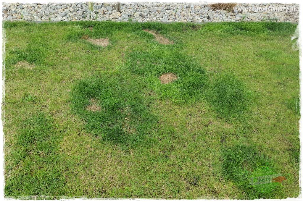 Jak dbać o trawnik użytkowy 6