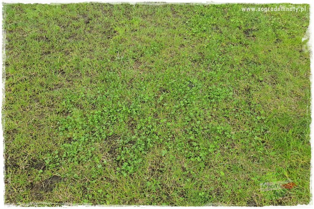 Jak dbać o trawnik użytkowy 7