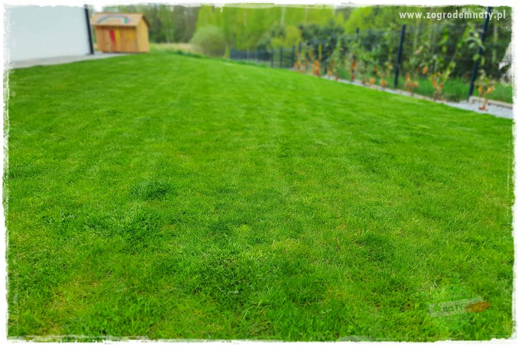 Jak dbać o trawnik użytkowy 8