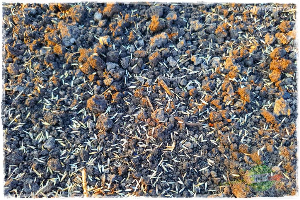 Jak dbać o trawnik użytkowy 9