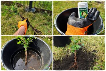 Jak sadzić krzewy z odkrytym korzeniem 0