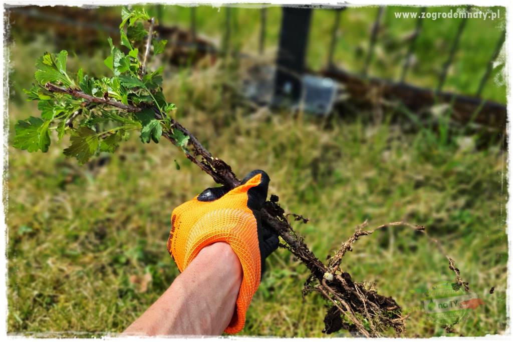 Jak sadzić krzewy z odkrytym korzeniem 1