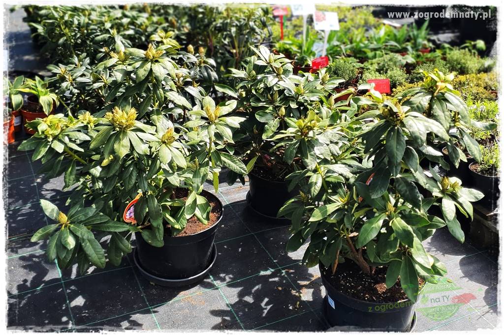 Jak sadzić krzewy z odkrytym korzeniem 10 Jak sadzić krzewy z odkrytym korzeniem 10