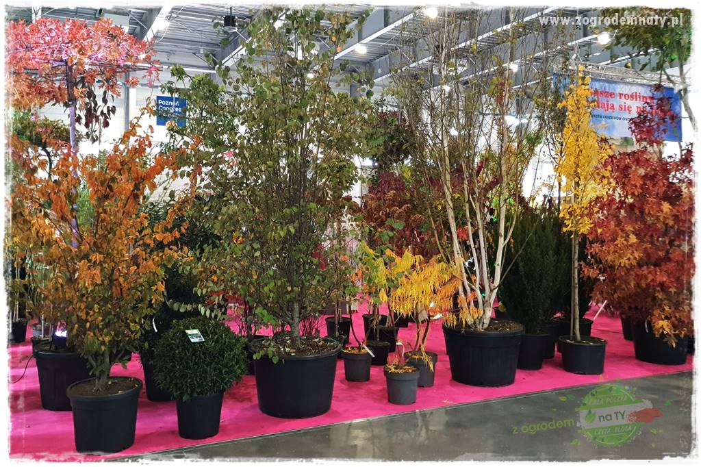 Jak sadzić krzewy z odkrytym korzeniem 11 Jak sadzić krzewy z odkrytym korzeniem 11