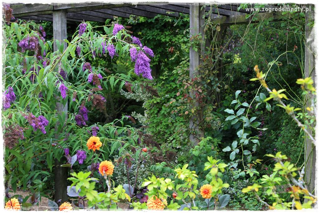 Jak sadzić krzewy z odkrytym korzeniem 15 Jak sadzić krzewy z odkrytym korzeniem 15