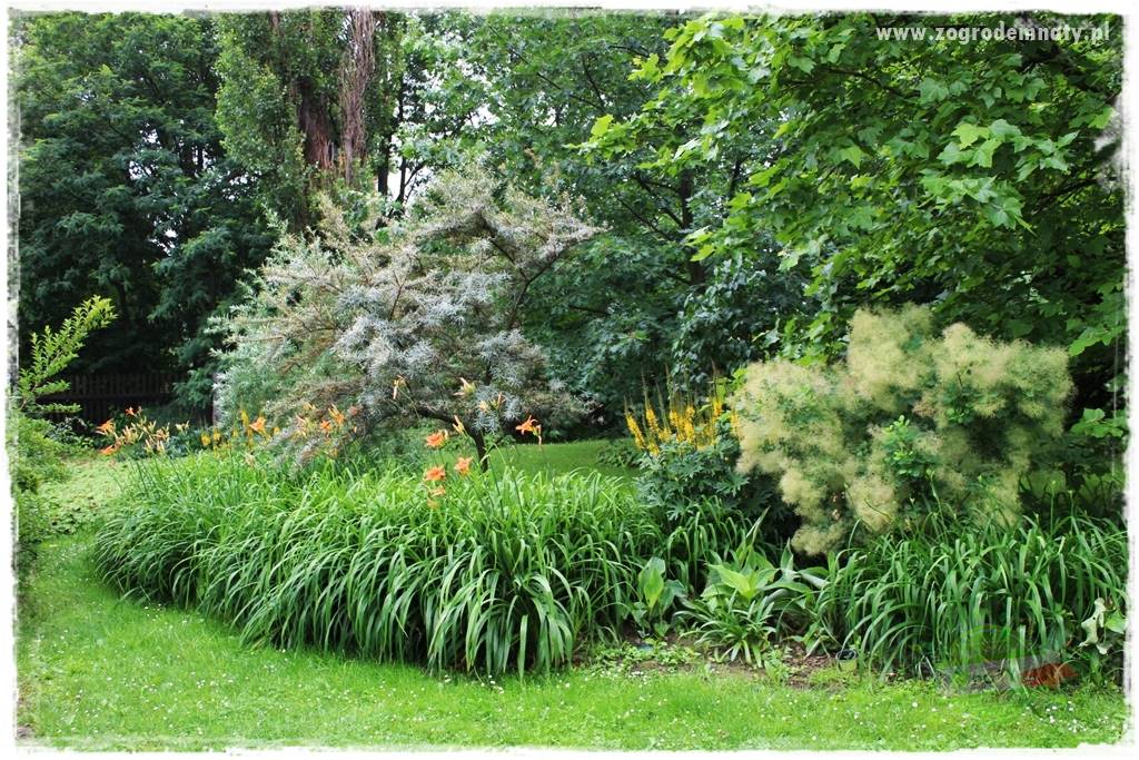 Jak sadzić krzewy z odkrytym korzeniem 16 Jak sadzić krzewy z odkrytym korzeniem 16