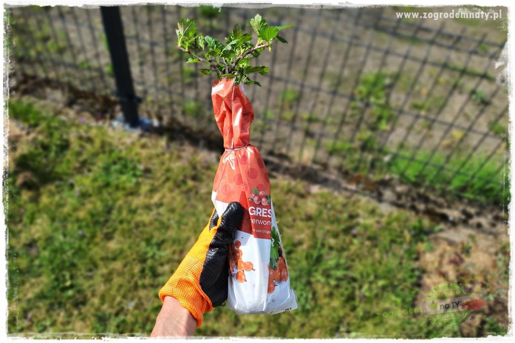 Jak sadzić krzewy z odkrytym korzeniem 17 Jak sadzić krzewy z odkrytym korzeniem 17