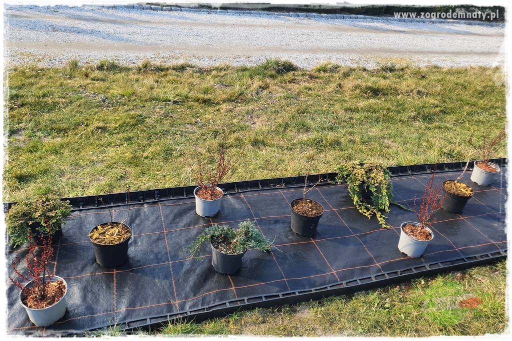 Jak sadzić krzewy z odkrytym korzeniem 18 Jak sadzić krzewy z odkrytym korzeniem 18